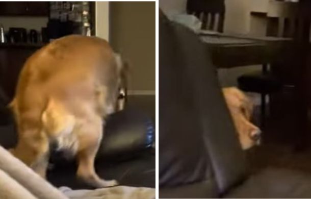 Nope. The pup scared by Darth Vader jumps off the sofa in the left frame. She is seen watching from behind the sofa in the right frame.