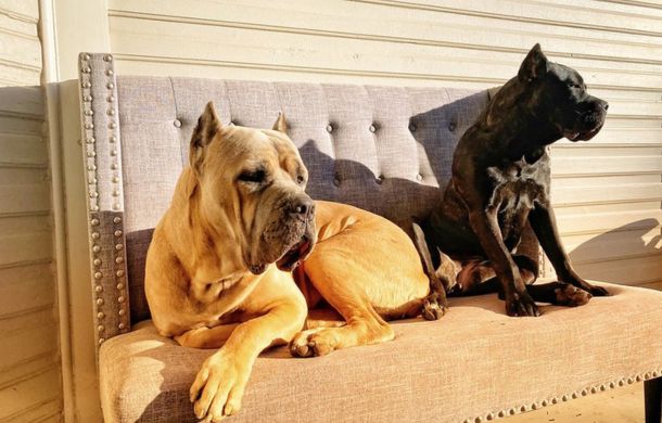 Cane Corso is one of the breeds targeted by new technology to help dogs live longer.