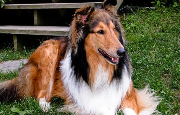 Collie