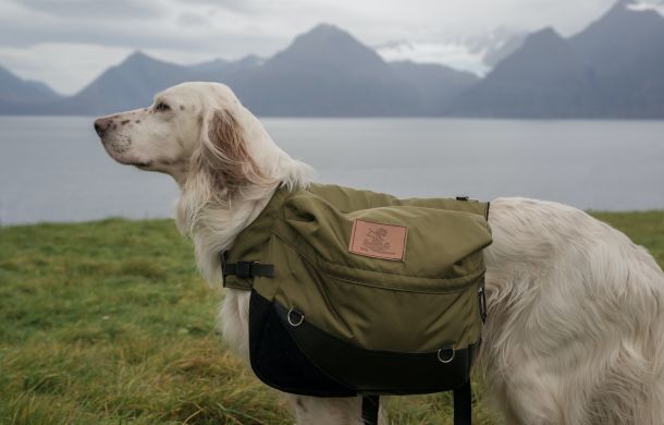 Red Belton English Setter