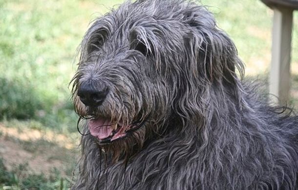 Wolfhounds are a large breed targeted by new drug that may help dogs live longer.