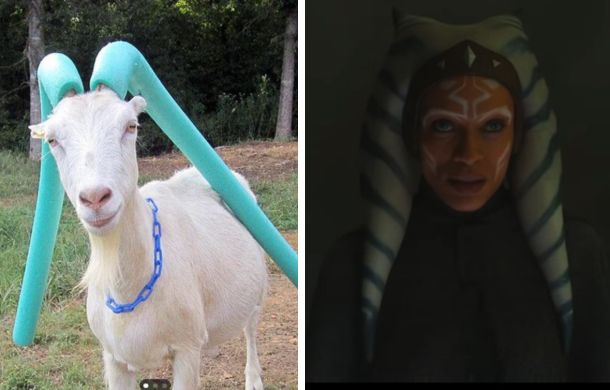 Left frame shows a goat wearing pool noodles. Right frame shows Ahsoka Tano from the Star Wars franchise movies. The goat appears to trying to win a look-alike contest.
