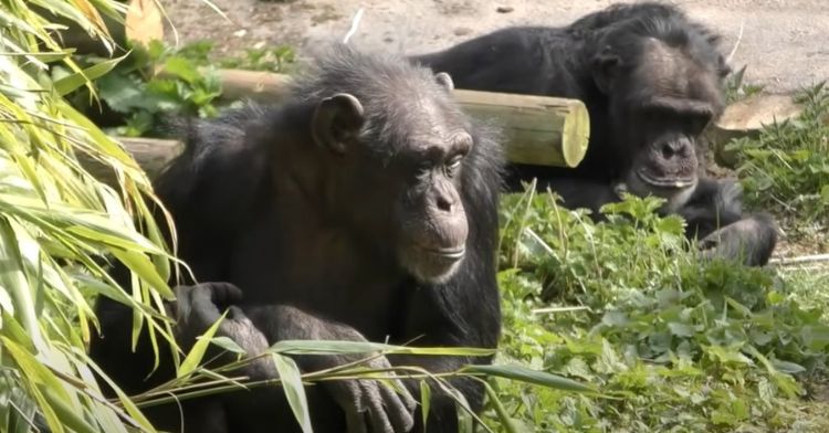 Apes Recognize one another even after years of separation.