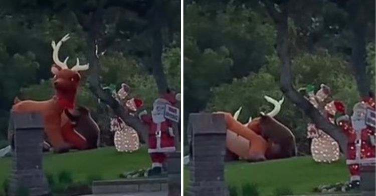 In an epic Battle Royale, a wild bear attacks an inflatable reindeer.