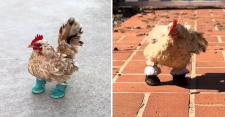 Nubz the chicken modeling some of his many pairs of chicken shoes.