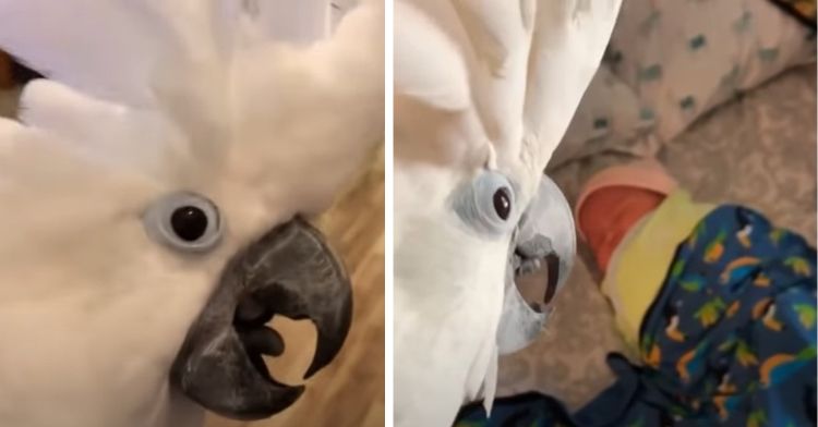 Left frame shows an excited cockatoo. Right frames shows him meeting his new baby sister,