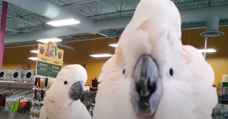 Two cockatoos meet in a pet store and immediately have a party together.