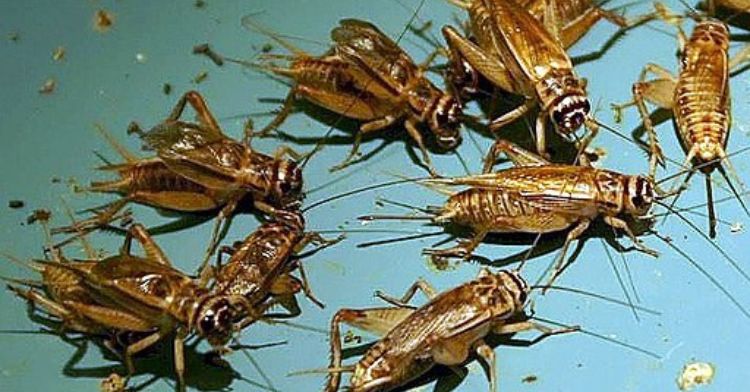 Image shows common house crickets with an aqua background.