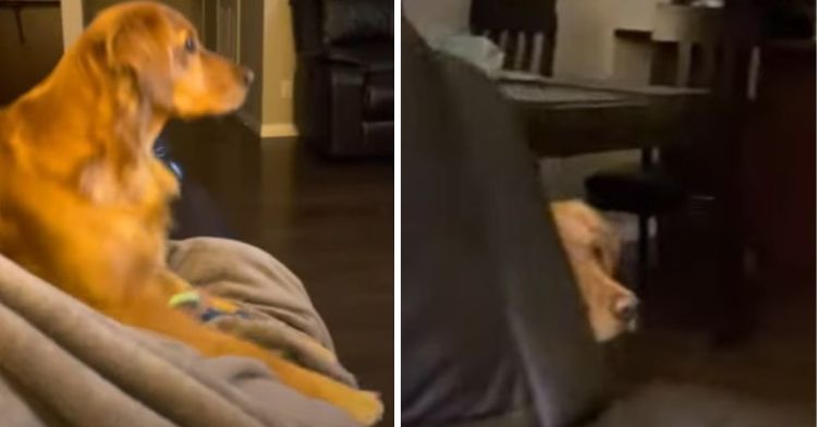 Dog has hilarious response when seeing Darth Vader for the first time.