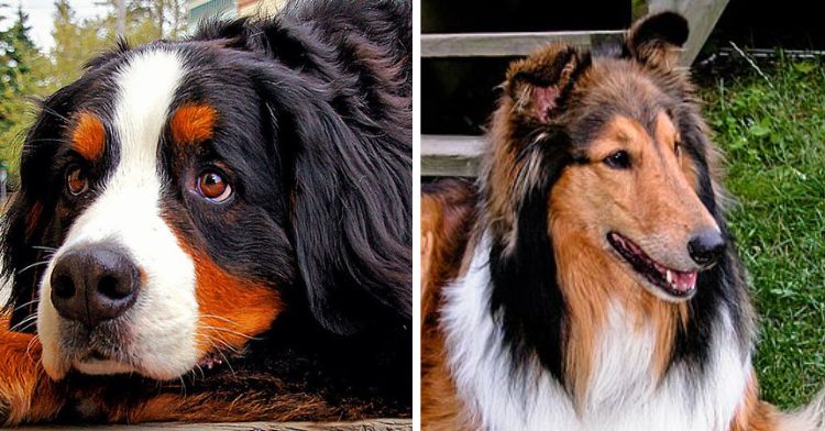 Bernese Mountain Dog in left frame and Collie in right frame.