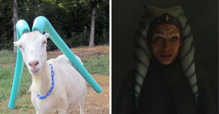 Image shows a goat wearing pool noodles on the left and Ahsoka Tano on the right.