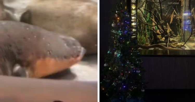 When an electric eel swims, the movement lights up a Christmas tree.