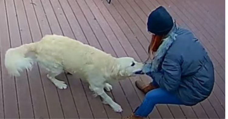 Golden Retriever wrestling his human mom for control of the hood attached to her coat.