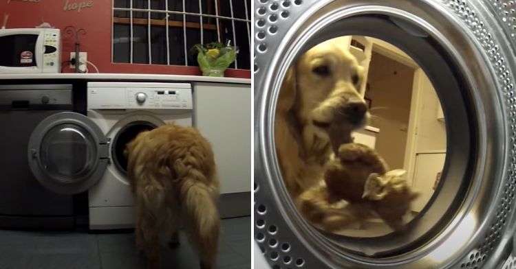 Left image shows golden retriever looking into washer from behind. Right image shows golden retriever rescuing her toy from the washer.