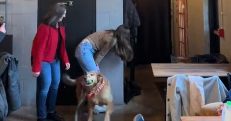 Golden retriever crashes a surprise party.