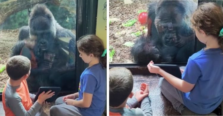 Left image shows children showing an iPad to a gorilla. Right frame shows the gorilla getting comfortable and tapping the glass for the kids to change videos.