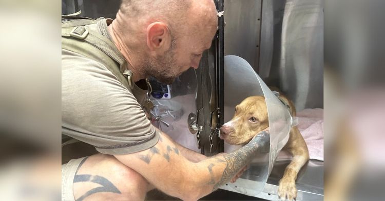 A dog and his owner enjoy a happy reunion after the dog was hit by a car and had a leg amputated.