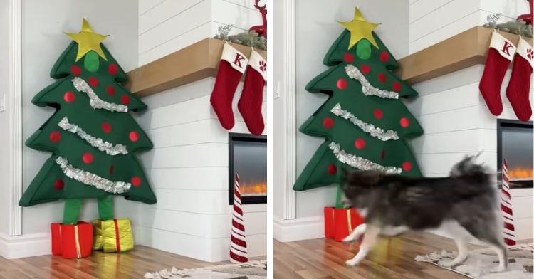 Husky can't find mom dressed as a tree.