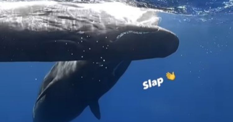 Mama whale scolds baby whale during encounter with a freediver.