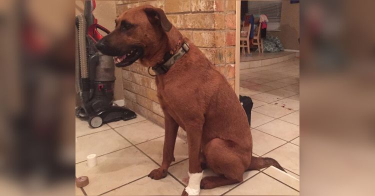Rescue dog hero hurt his leg jumping through a window to scare off an intruder.