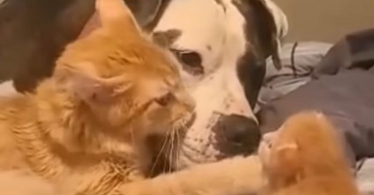 Image shows a cat as she introduces her kitten to a dog.