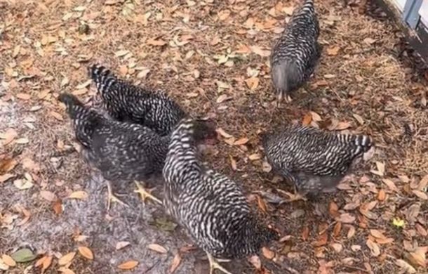 Chickens acting normally after experiencing a glitch in the matrix where they stood as still as statues for a lengthy period of time.
