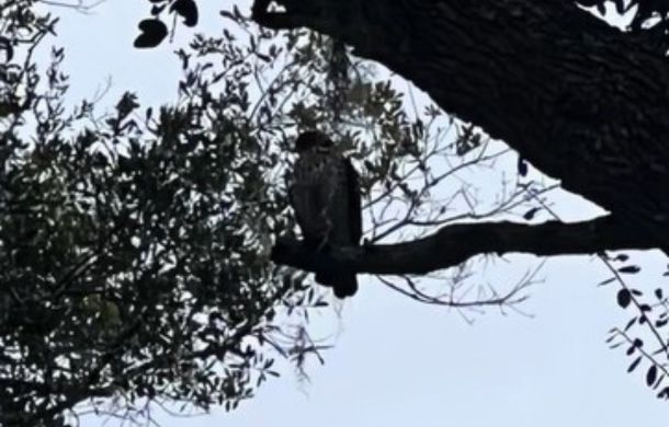 A hawk in a nearby tree, eying the delicious looking chickens in a yard below.