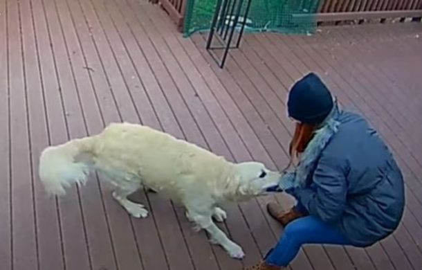 Image shows a woman wrestling with a golden retriever for possession of the hood on her jacket.