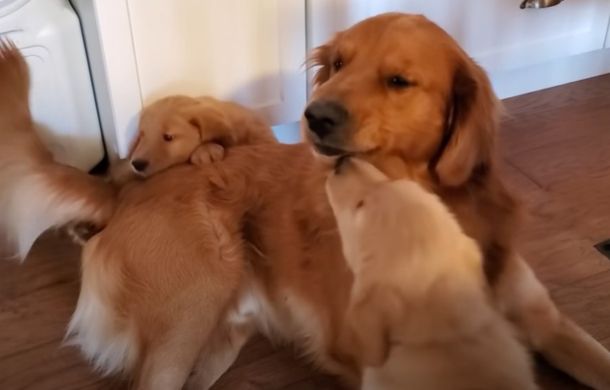 golden retriever dad and puppies playing