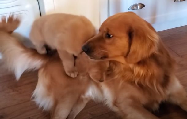 Golden retriever dad and puppy. The "dad" dog is growling at the puppy, telling her to calm down and stop using him as a jungle gym.