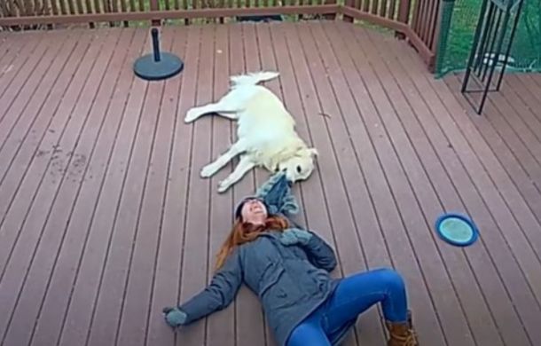 Image shows a woman lying on her back, laughing uncontrollably because her golden retriever won't let go of her hood. 