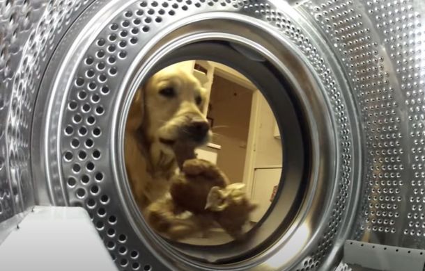 Pulling the prize free, a golden retriever "retrieving" her favorite toy from a washing machine.