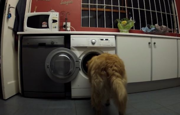 Image shows the read end of a golden retriever peering into a washing machine.