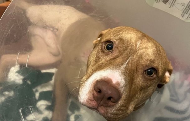 Recent amputee (wearing a cone of shame) looks up adoringly at his human dad visiting after his surgery.