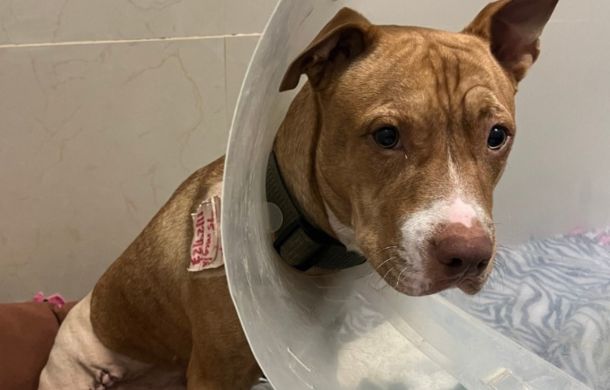 Caramel-colored dog following surgery to amputate his right, rear leg, right before a happy reunion with his owner.