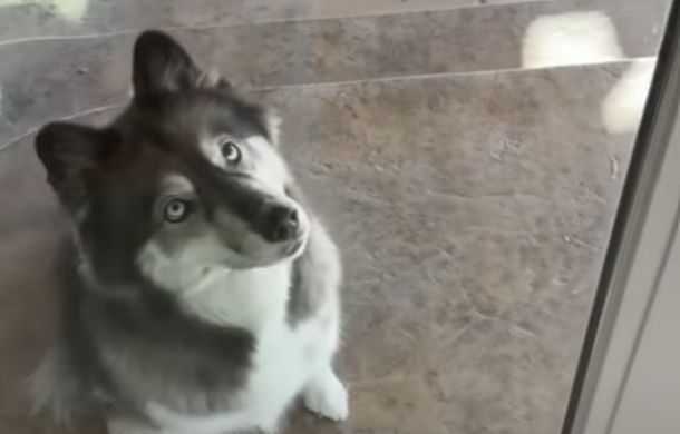 The husky, eagerly waiting to begin the game.