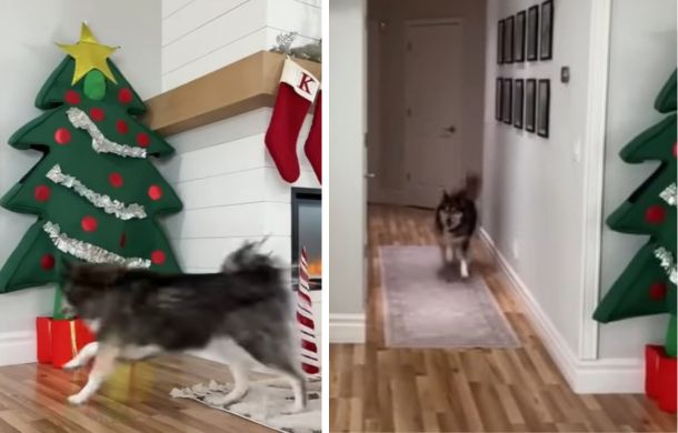 Kakoa the husky searches the house looking for his human mom.