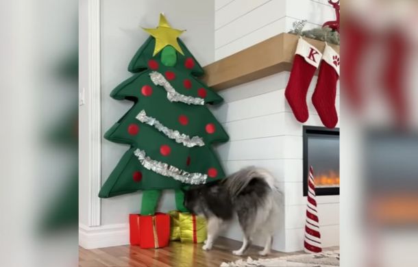 Kakoa successfully found his human mom after searching the entire house during a game of husky hide and seek.