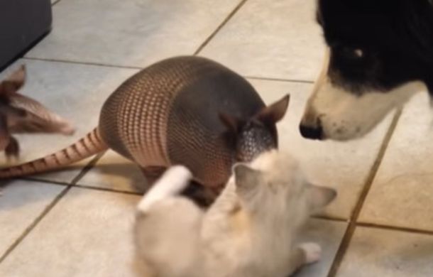 A kitten with two armadillos and a border collie. Let the sniffing begin!