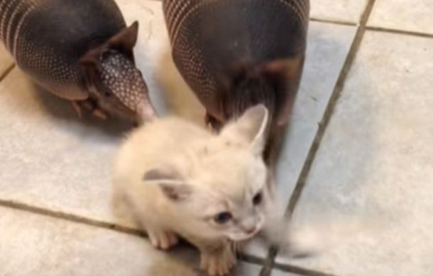 Attempted escape as the kitten tries to get away from two armadillos (they're playing).