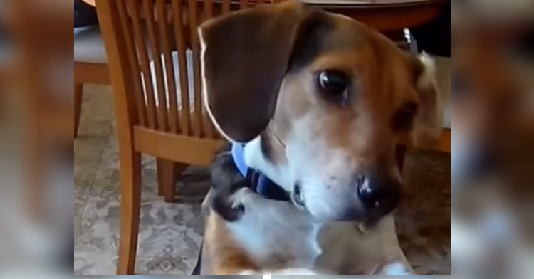 Beagle plays piano