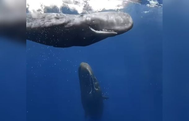 Mama whale on her way up from the depths to scold the baby whale.