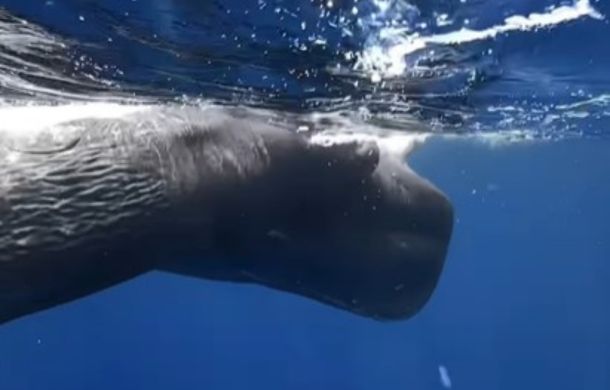 Mama whale scolds her baby while rolling the young whale away from a diver.