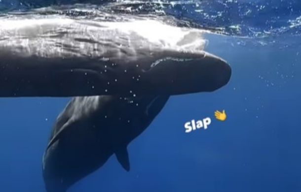Mama whale "slapping" the baby whale.