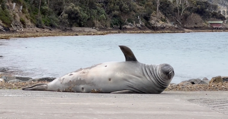 Neil the Seal