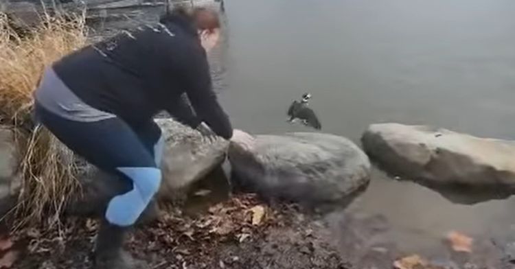 After rehabilitation, a rare Arctic sea duck was released in a nearby pond in Indiana