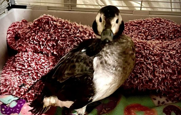 Rare Arctic duck was discovered in Indiana and sent to the Hancock Wildlife Rescue and Rehabilitation Center.