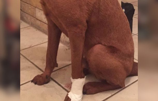 dog sitting with one front leg bandaged