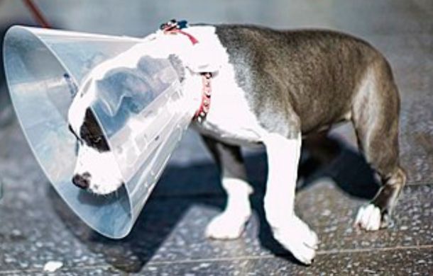 dog wearing cone around neck aka cone of shame