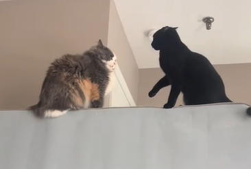 two cats stand on a precipice ready to fight